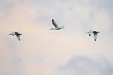 White Ibises In Flight_28980